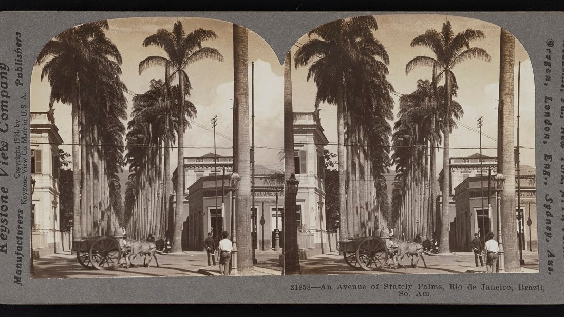 Stereophotograph of a street in sepia colours: high palms in two rows, a horsedriven cab and buildings on both sides of the road.